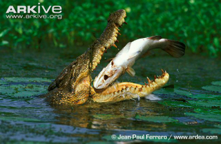 Illustration for article titled Sunday Crocodilian - Crocodylus porosus Edition